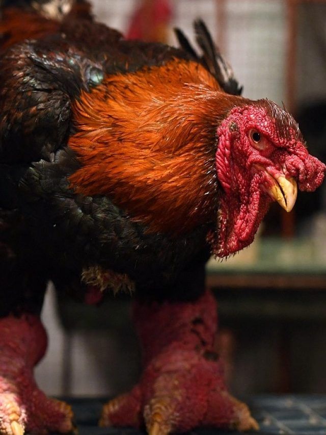 ईंट जैसे पैर, गठीली बॉडी! लाख रुपये से ज्यादा है इस मुर्गे की कीमत