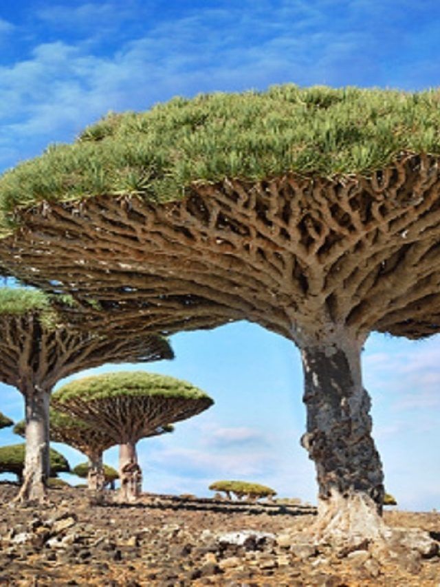 छाते के आकार का पेड़...छाल काटने पर निकलता है खून जैसा लाल रंग