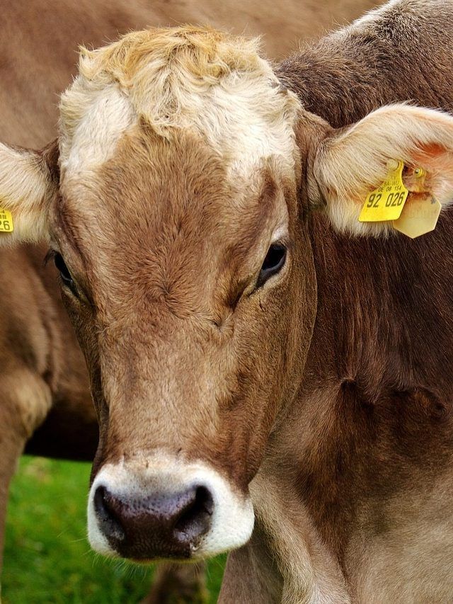 गाय-भैंस की सुस्ती दूर करने के लिए करें ये काम, तुरंत आ जाएगी एनर्जी