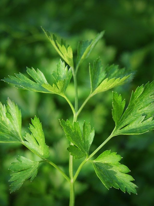 भारत में उगाई जाने वाली ये 5 महंगी सब्जियां, जिनकी विदेशों में भी है बंपर डिमांड