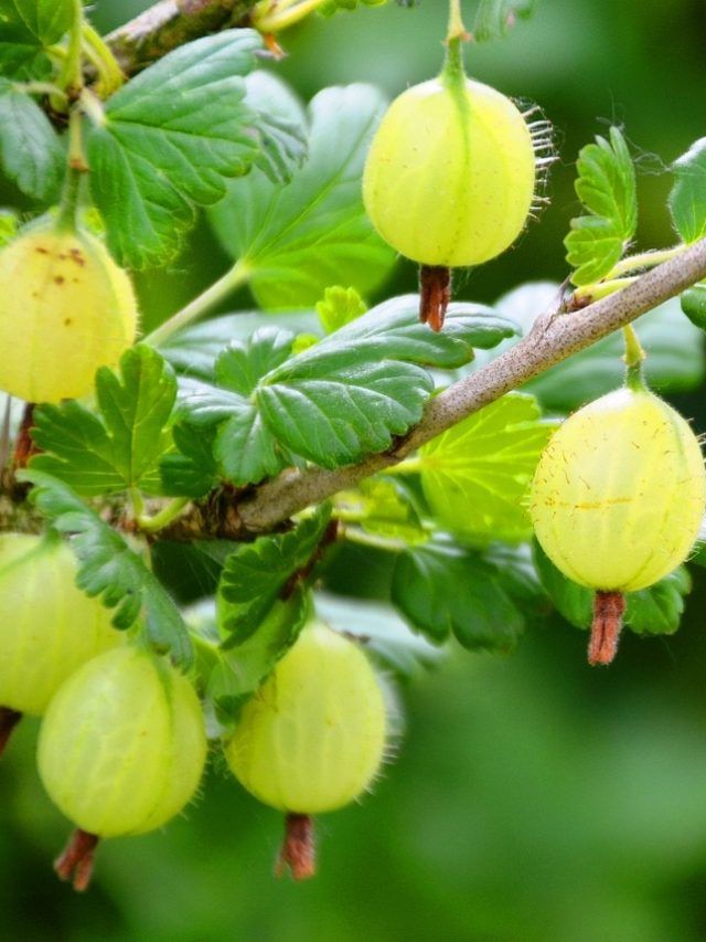 आंवला की खेती करने के लिए यहां पर किसानों को मिल रही है 30 हजार रुपये की आर्थिक मदद