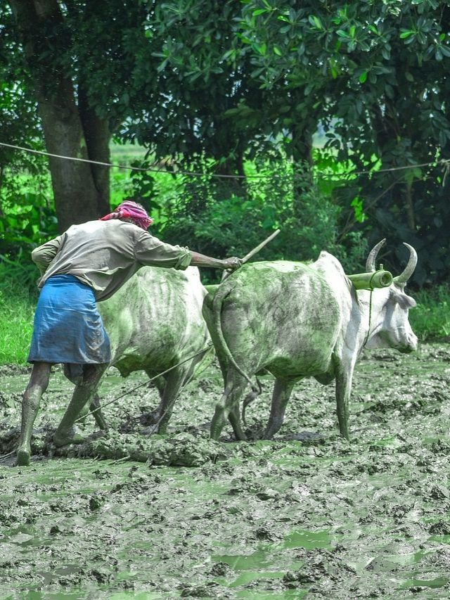 किसानों के लिए 5 सरकारी योजनाएं, उठा लिया लाभ तो हो जाएंगे मालामाल