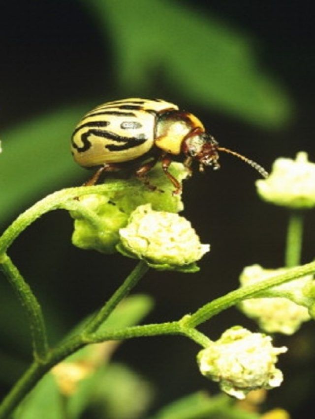 अगर खेत में उग आई ये घास तो पूरी तरह बर्बाद हो जाएगी आपकी फसल