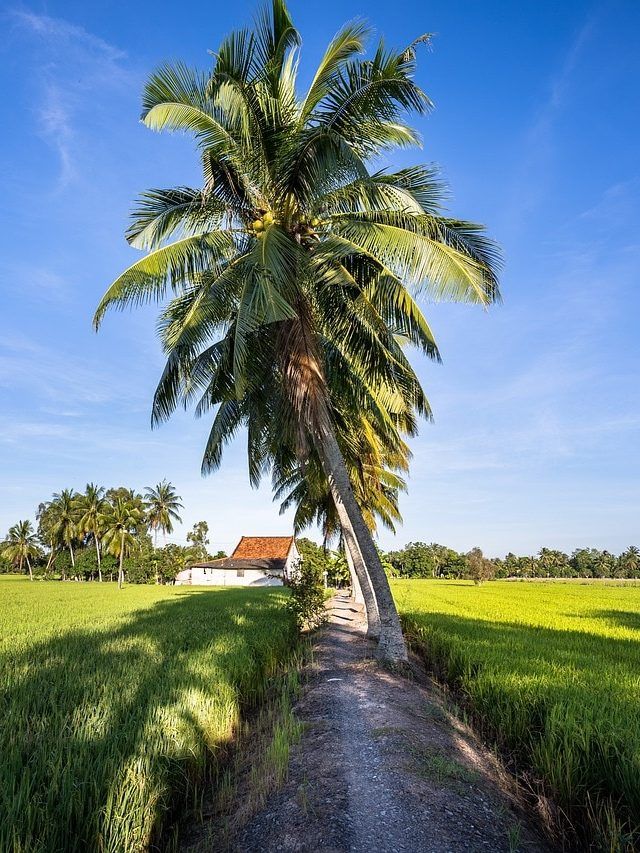 ये पेड़ 80 साल तक देता है फल, कम लागत में किसानों को होती है बंपर कमाई