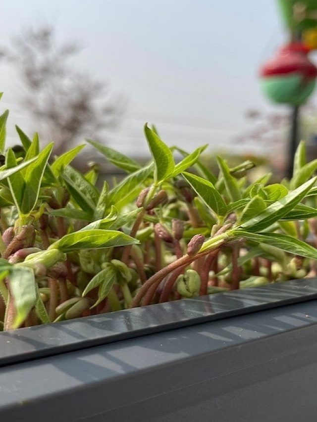 बिना मिट्टी के घर पर पानी में उगाएं फल-सब्जियों के पौधे, ये है तरीका