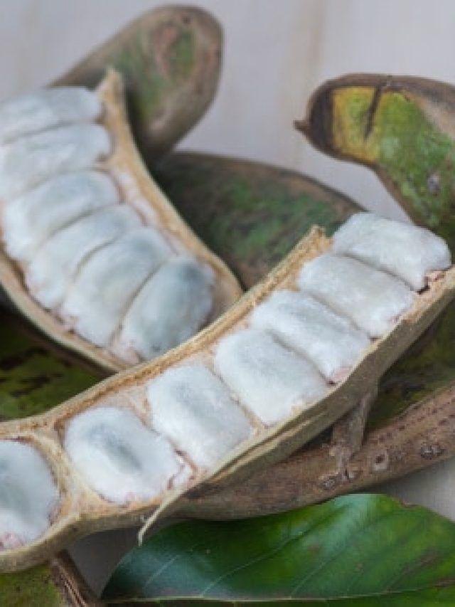 वैनिला आइसक्रीम जैसा स्वाद, दिखने में मटर की फली, इस फल के बारे में जानते हैं आप?