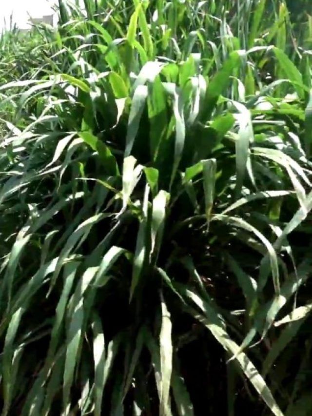 हरा चारा या फसल अवशेष...किसे खिलाने से गाय-भैंसों में बढ़ेगा दुग्ध उत्पादन