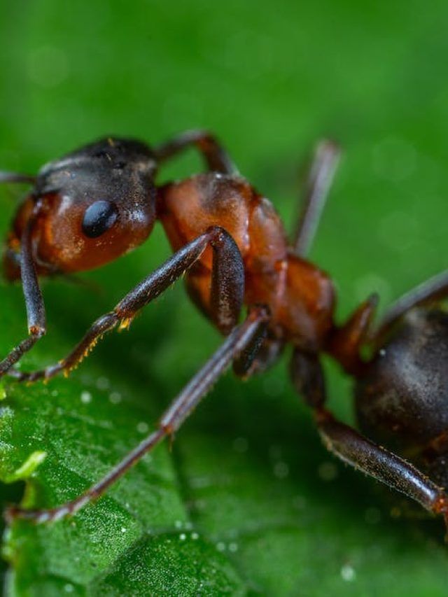 बगीचे को तबाह कर सकती हैं ये खतरनाक चींटियां, यूं पाएं छुटकारा