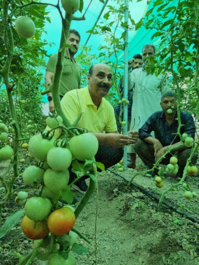कश्मीरी किसानों ने सेब छोड़कर शुरू की टमाटर की खेती, कमा रहे 10 गुना तक मुनाफा