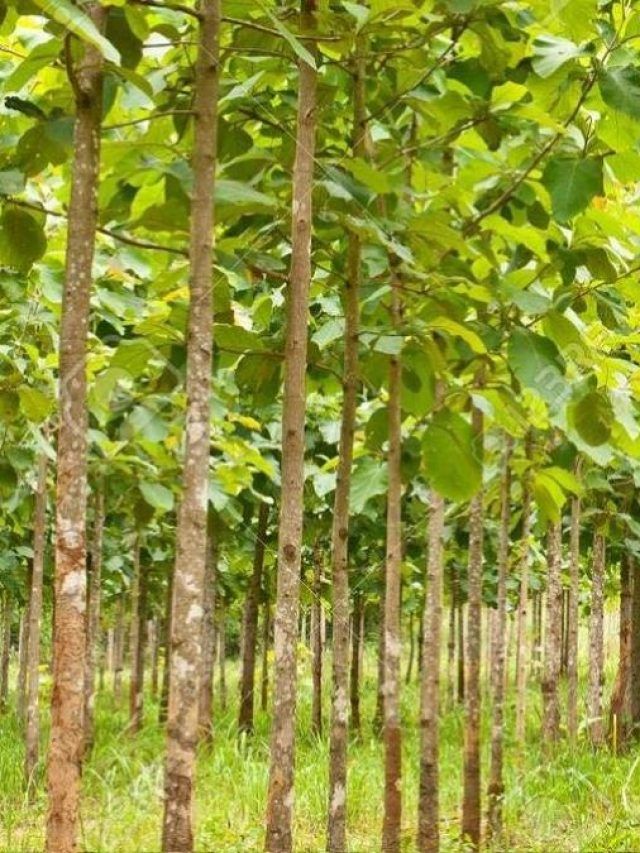 रुपया ही रुपया! इन 4 पेड़ों की खेती से अमीर हो जाएंगे किसान