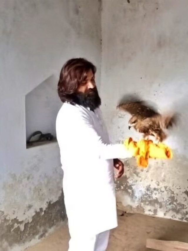 सारस के बाद आरिफ का दोस्त बना बाज, घर छोड़कर नहीं जा रहा पक्षी