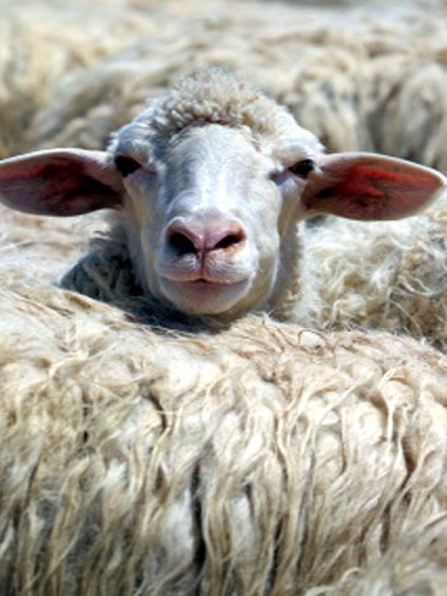 इस पशु के जरिए ऊन, खाद, दूध, चमड़ा का व्यवसाय शुरू करें किसान, होगा बंपर मुनाफा