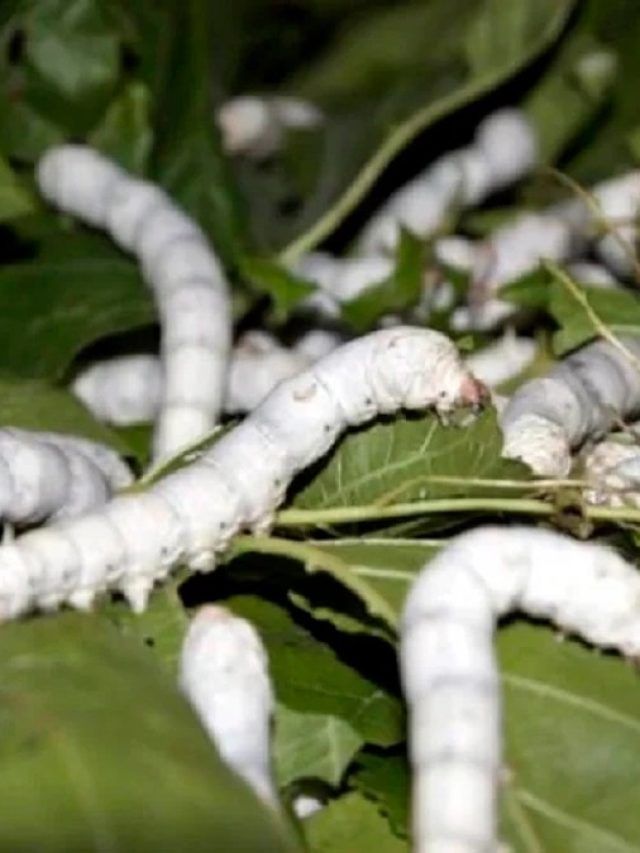 इन कीड़े-मकोड़ों का पालन कर किसान कमा सकते हैं बढ़िया मुनाफा, जानें कैसे