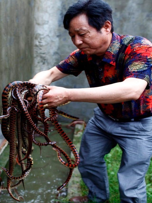 गाय-भैंस नहीं सांप पालते हैं लोग! स्नेक विलेज के नाम से मशहूर है ये जगह