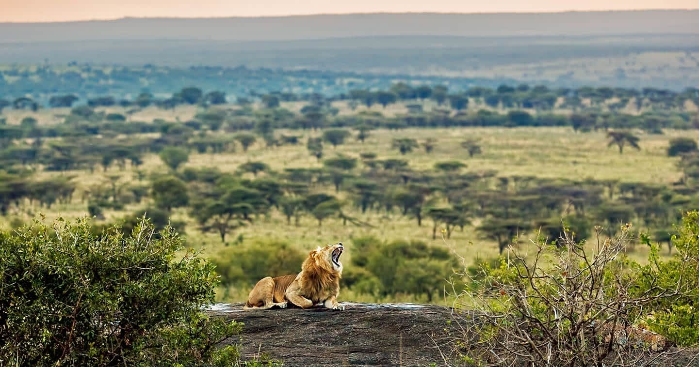 lion serengeti africa