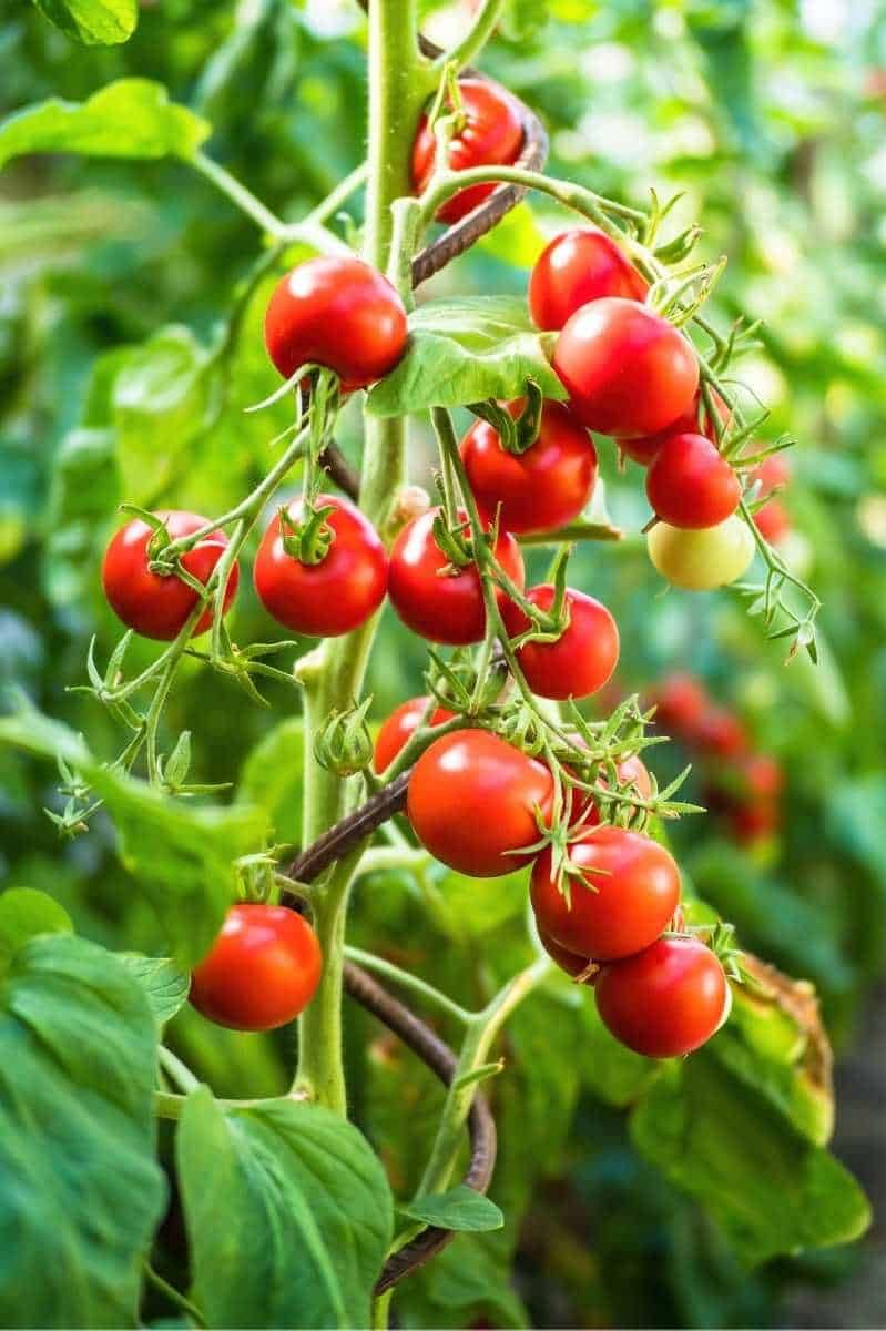 red-ripe-tomato-plants