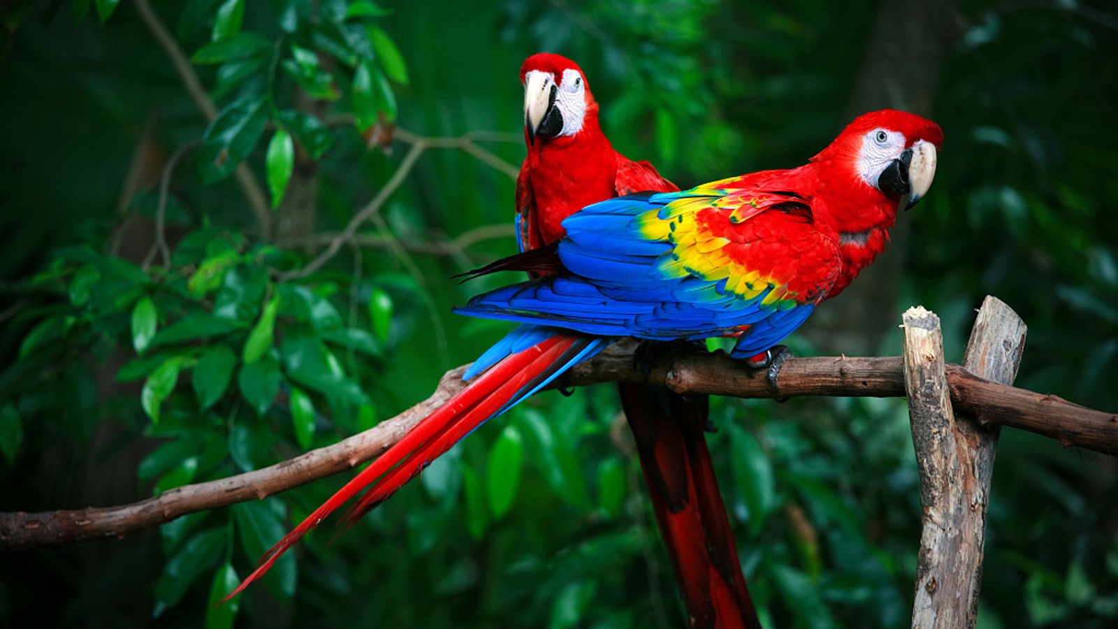 Amazon Rainforest Birds Flying Discover The Beauty Of The Amazon amazon-rainforest-birds-flying-discover-the-beauty-of-the-amazon