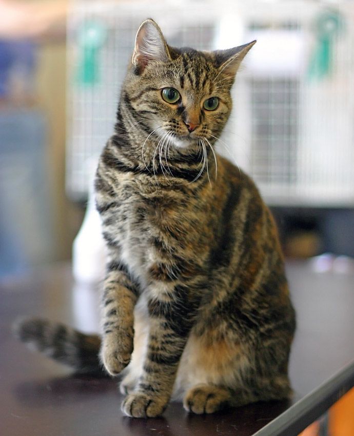 Female European shorthair in cat show Helsinki 2005 07 31