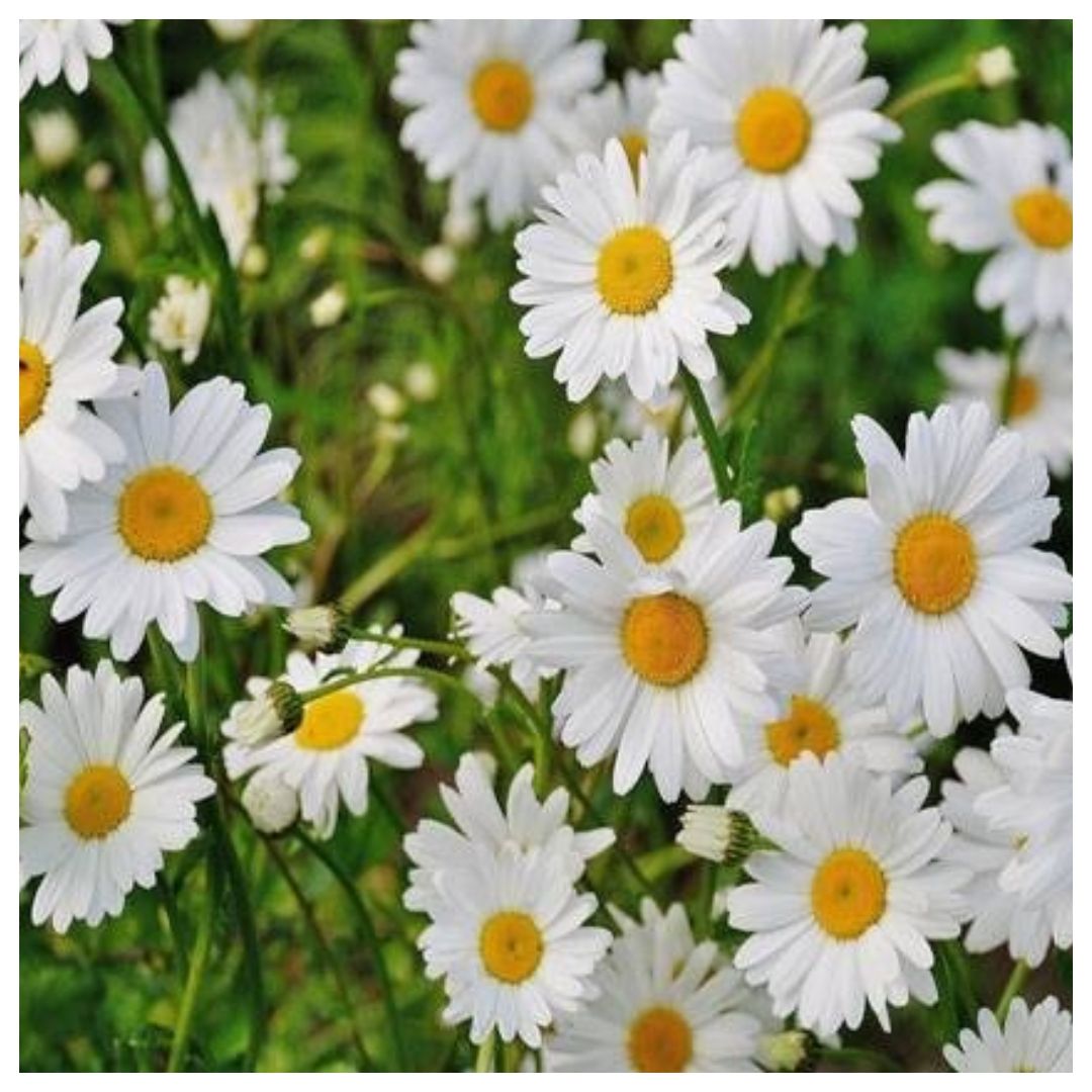 Flowers IS