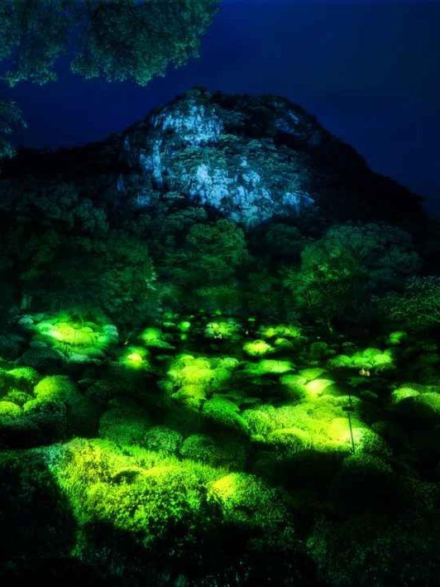 India's mysterious glowing forest - Bhimashankar Wildlife Reserve