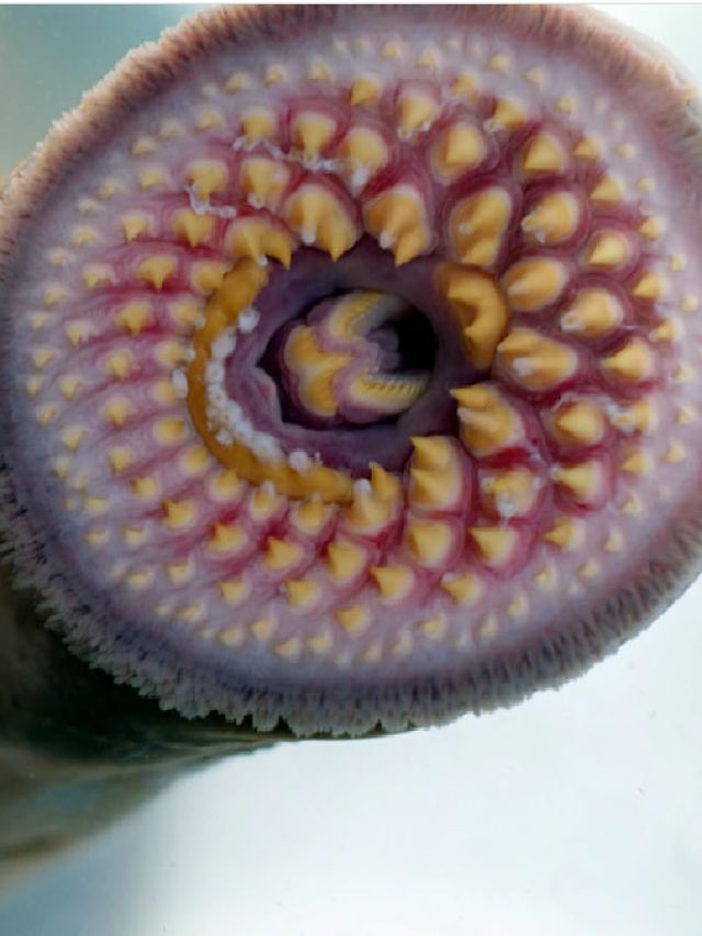 45 करोड़ साल से जिंदा है ये मछली! कर चुकी है डायनासोर का शिकार