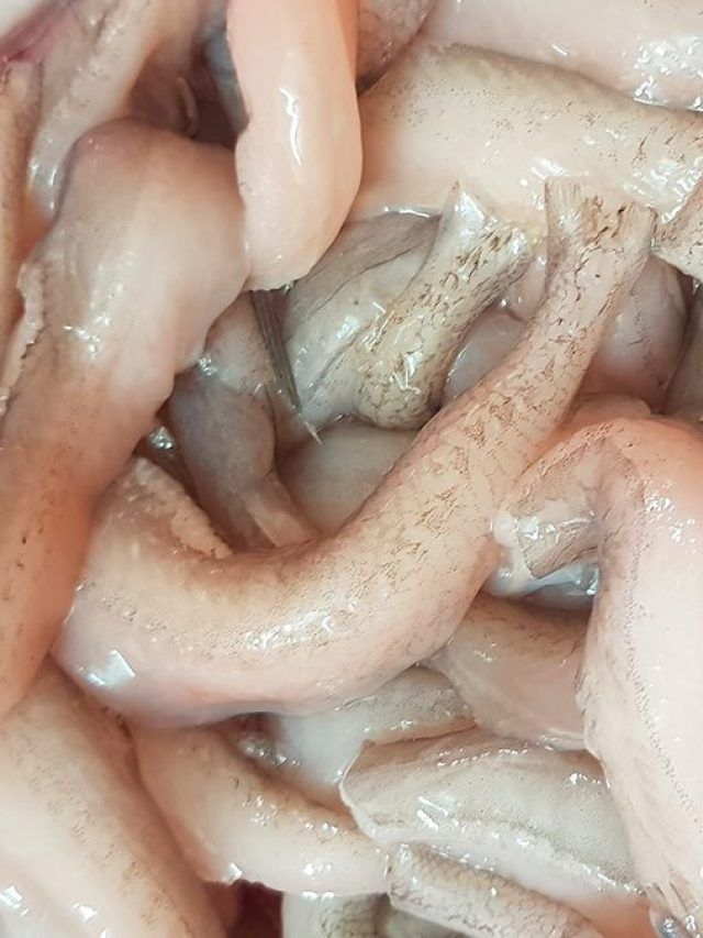 লইট্টা মাছের এত গুণ জানলে ঘটিরাও খাবেন