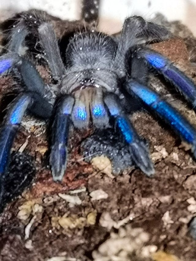 क्या आपने देखी नीली मकड़ी? यहां खोजी गई जहरीली टैरेंटुला की नई प्रजाति