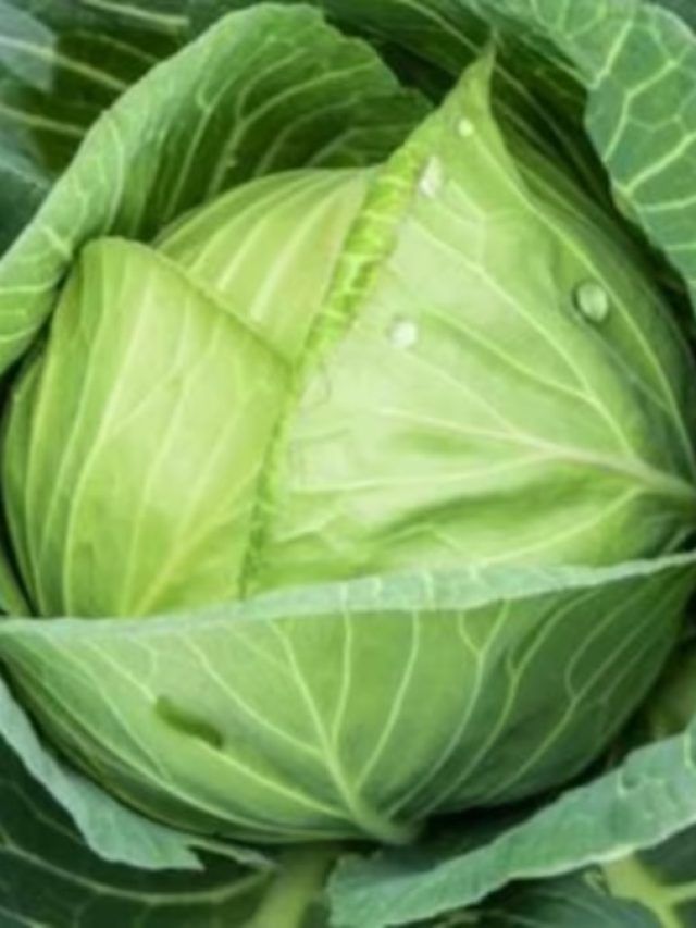 বাঁধাকপি কাটতে ছুরিও লাগবে না, বটিও না; নিনজা টেকনিক রইল