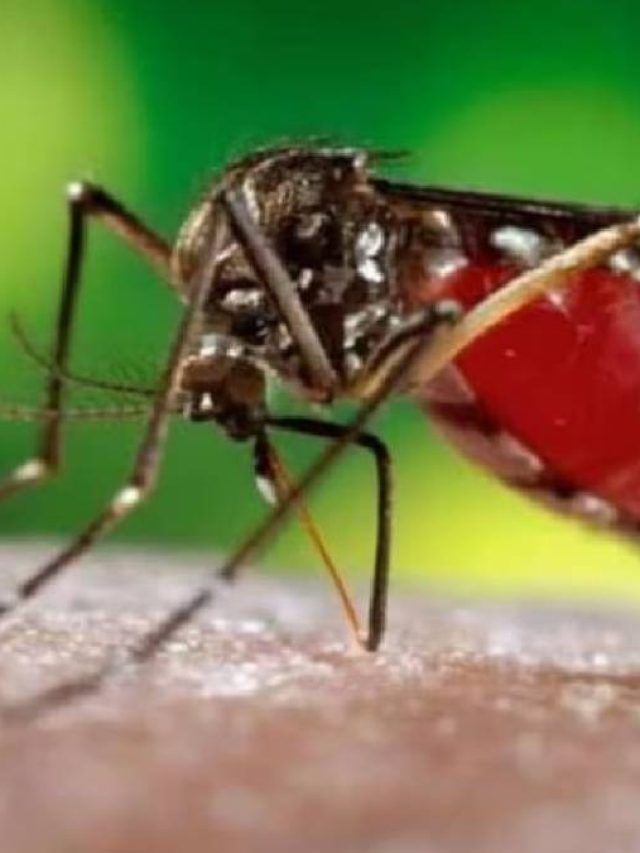 ডায়েটে রাখুন এই খাবারগুলি, ডেঙ্গির আগেই কাজ করবে ওষুধের মতো
