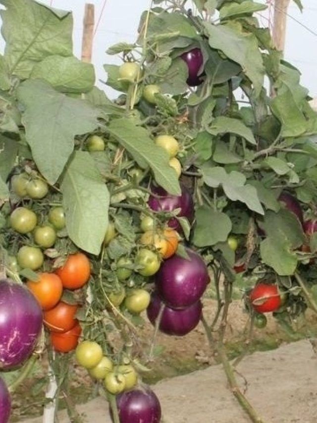 एक ही पौधे पर उगाएं 3-3 सब्जियां, खेती की ये गजब तकनीक बढ़ा देगी किसानों की आय