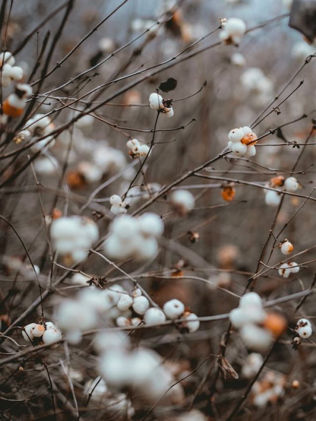 बर्बाद हो गई कपास की फसल? सरकार किसानों को दे रही प्रति एकड़ 30000 रुपये मुआवजा