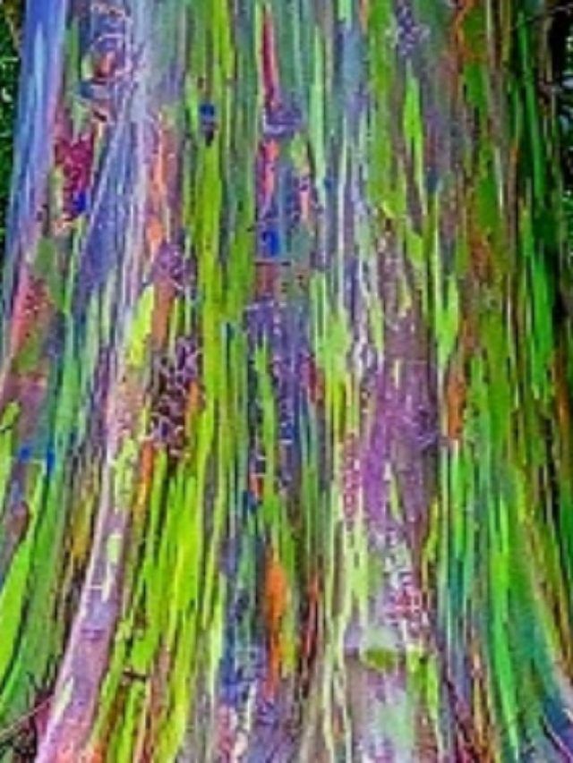 अजब-गजब, 7 रंगों के इस पेड़ को कहते हैं रेनबो ट्री, कागज बनाने में आता है काम