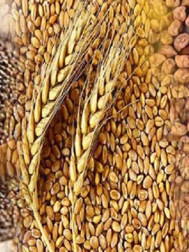 फसल की पैदावार के लिए देसी बीज चुनें या हाइब्रिड? खेती करने से पहलें समझें फर्क