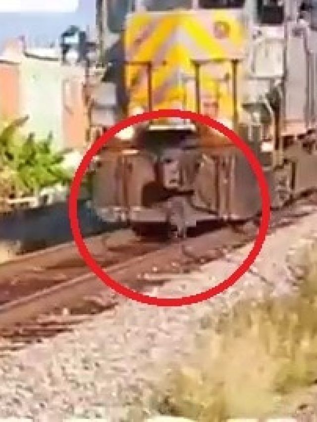 चलती ट्रेन के नीचे आया कुत्ता, फिर हुआ चमत्कार! कैमरे में कैद हुआ मंजर- VIDEO