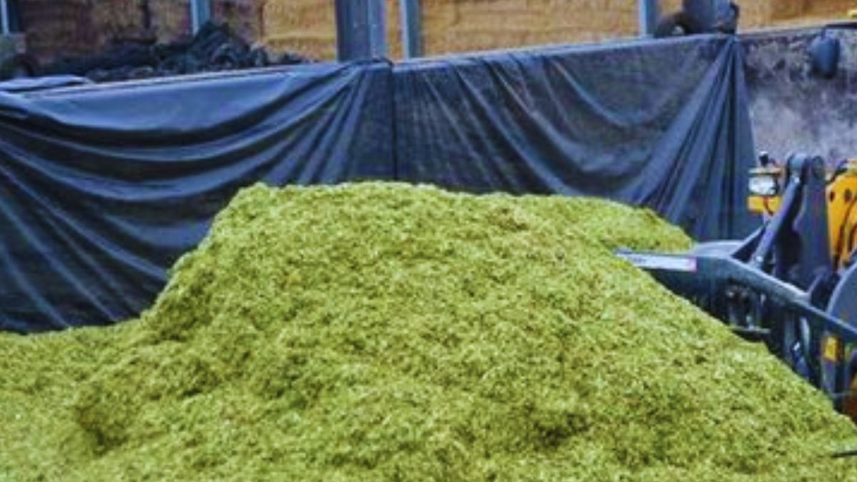 green fodder