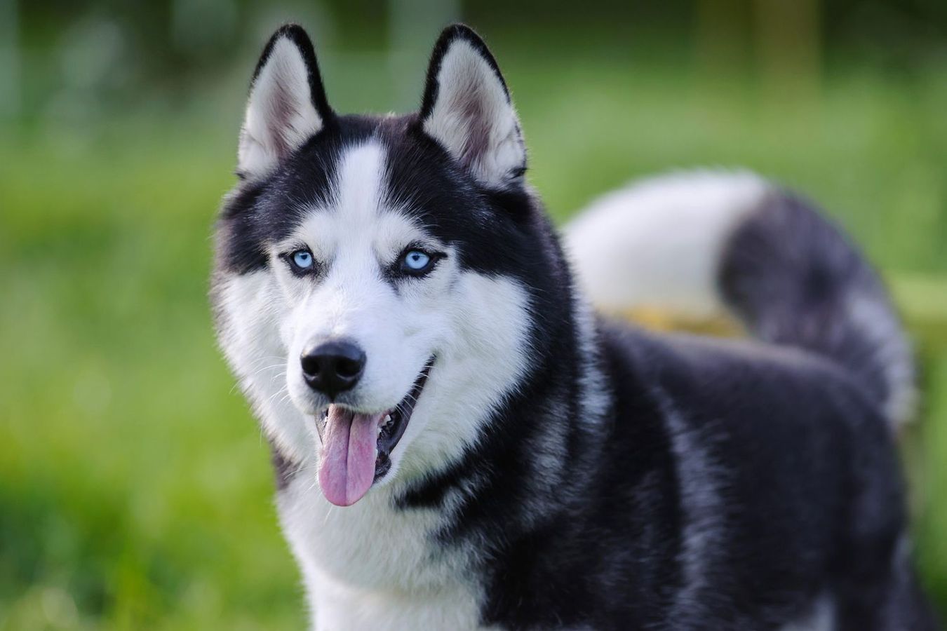 Siberian Husky Breed Wolf Hybrid Bc 82+ Thousand Husky Eyes