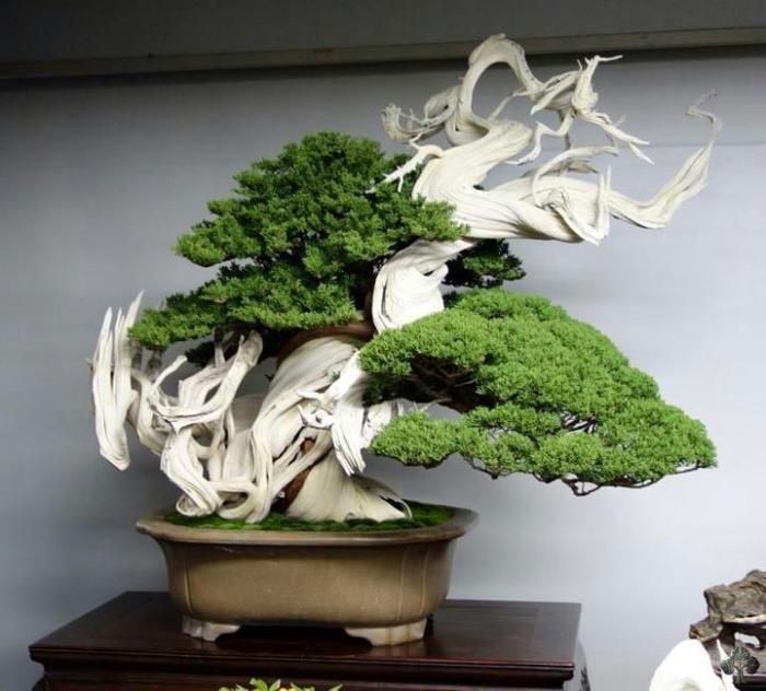 Most Expensive Bonsai Trees Ever Sold