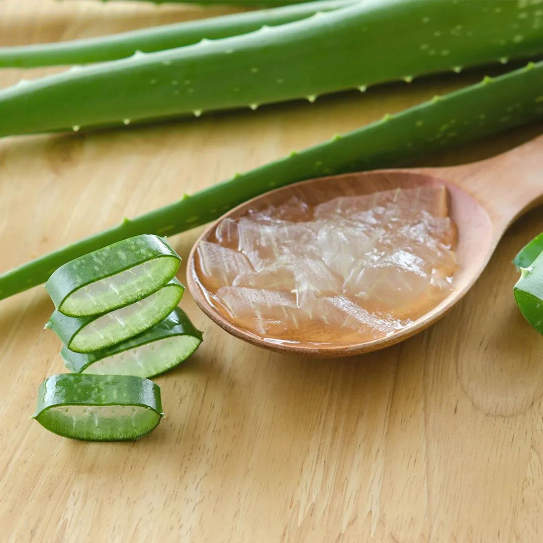 aloe vera pflanze kaufen münchen Aloe vera (Echte Aloe) kaufen main image 1