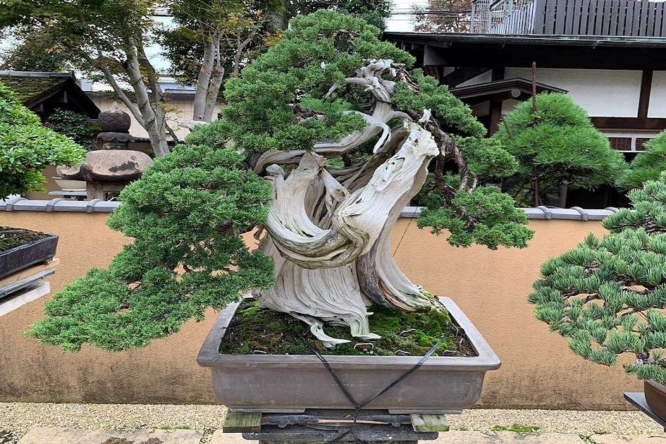千年樹の樹皮鎧 Barkskin of the Millennium Tree 千年樹の樹皮鎧 Barkskin of the Millennium Tree Barkskin of