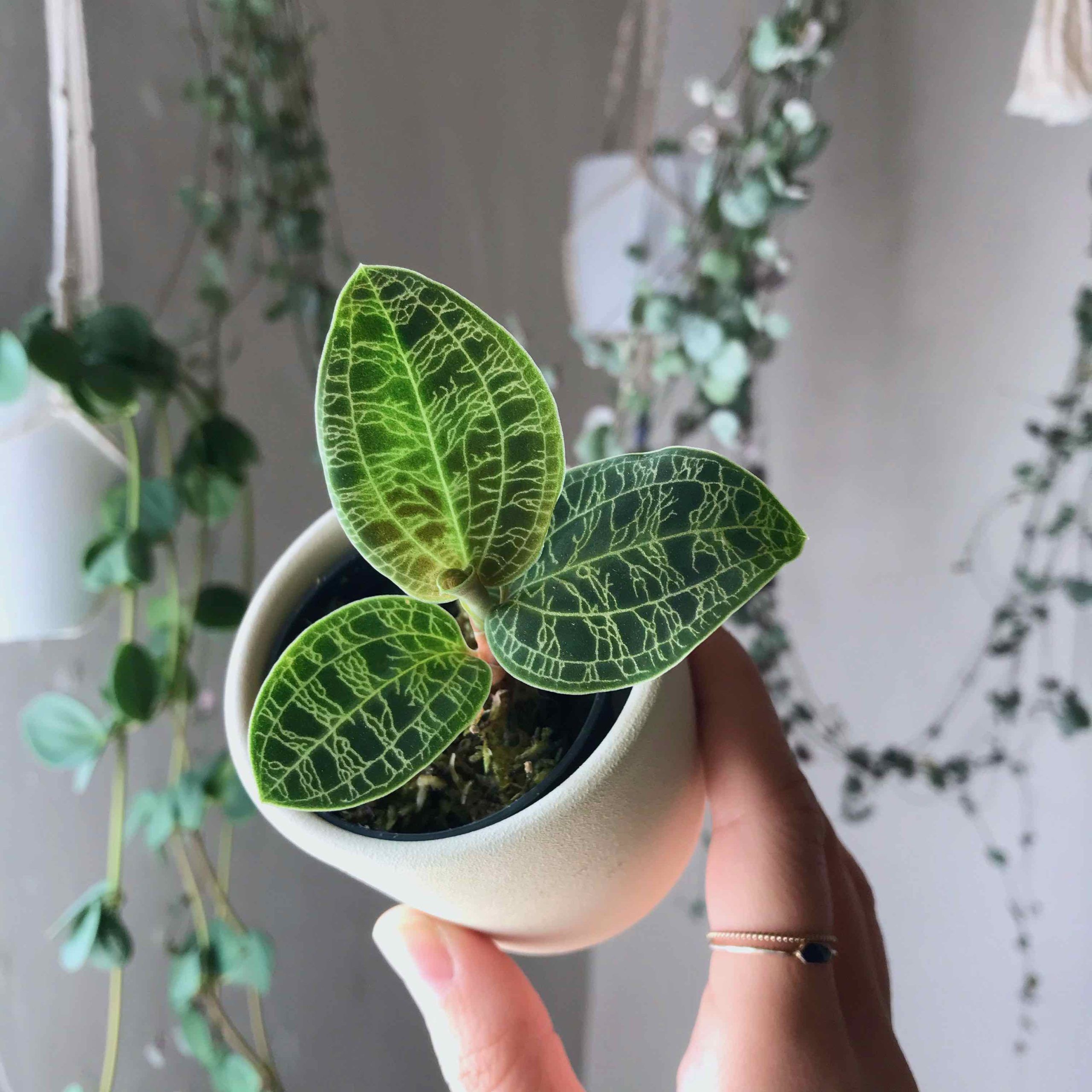 Jewel Orchid