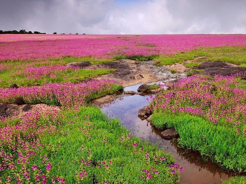 Kaas Plateau Maharashtra