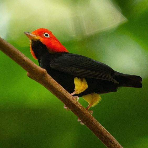 Red capped Manakin