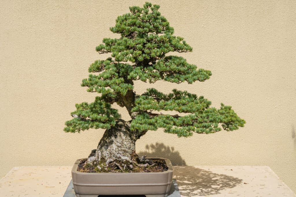 Most Expensive Bonsai Trees Ever Sold