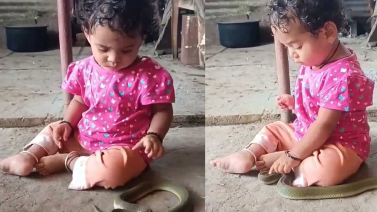 खौफनाक सांप के साथ खेलती रही बच्ची, बार-बार निकालता रहा फन- VIDEO