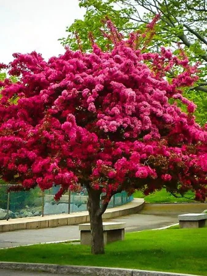 Top 10 Small Flowering Trees For Your Yard top-10-small-flowering-trees-for-your-yard