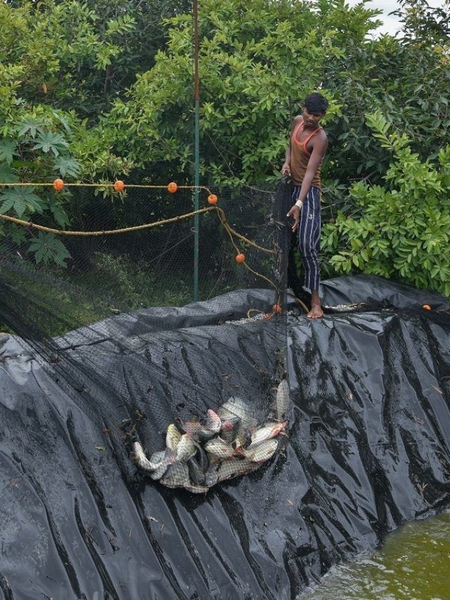 जान लें तालाब में मछलियों को छोड़ने और निकालने का सही समय, वर्ना होगा नुकसान