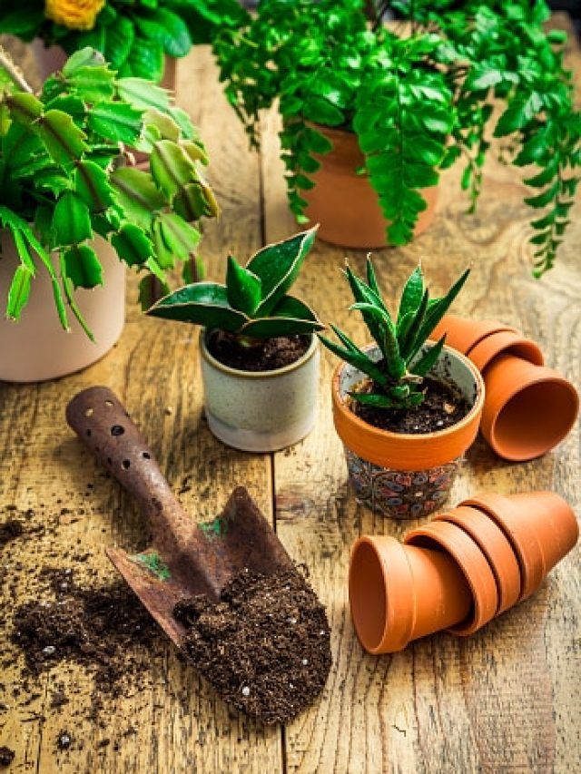 अंडे के छिलकों से चाय की पत्ती तक... घर के गमले के लिए किचन वेस्ट से यूं बनाएं खाद