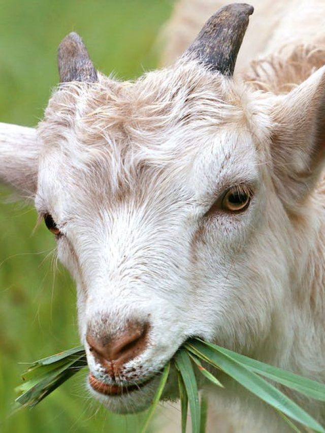 बकरी का दूध असली है या नकली? मिनटों में ऐसे करें पहचान