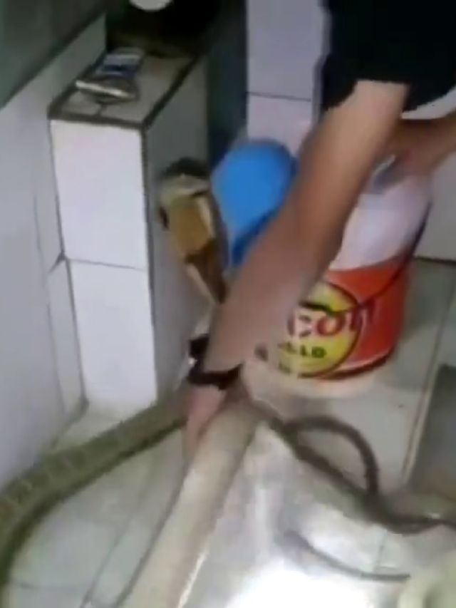 बाथरूम में ले जाकर King Cobra को नहलाने लगी महिला, हैरान कर देगा ये VIDEO