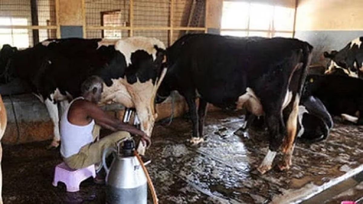 dairy887788787877887